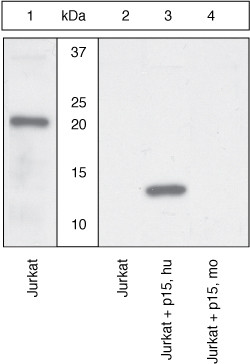 BID p15 Antibody in Western Blot (WB)