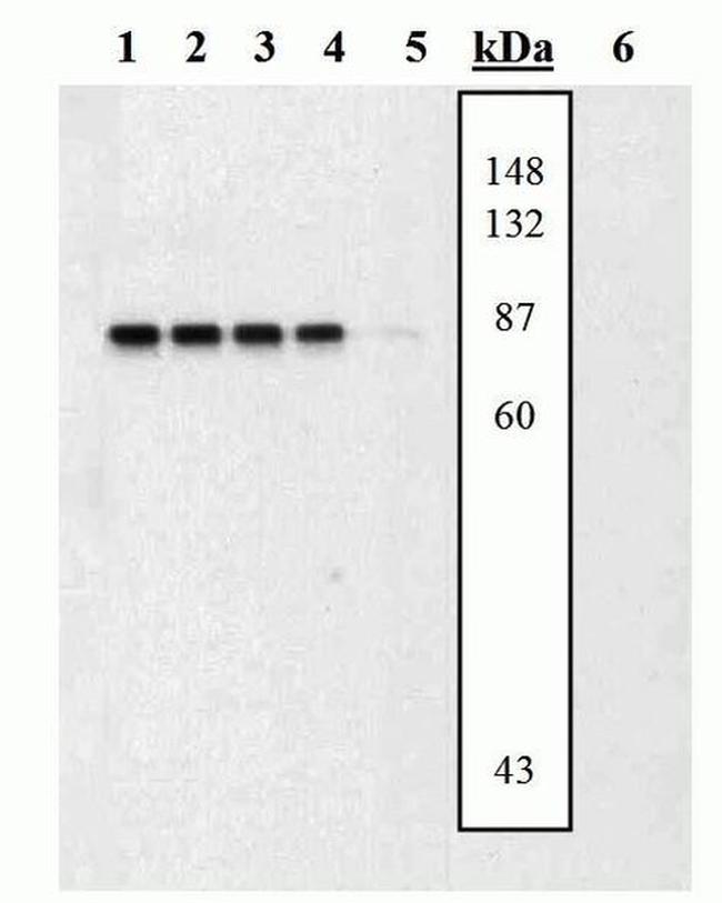Phospho-MEK3/MEK6 (Ser189, Thr193, Ser207, Thr211) Antibody in Western Blot (WB)