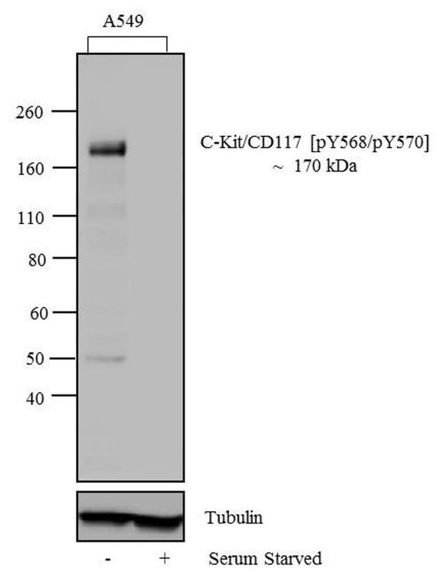 Phospho-c-Kit (Tyr568, Tyr570) Antibody in Western Blot (WB)