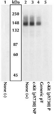 Phospho-c-Kit (Tyr730) Antibody in Western Blot (WB)