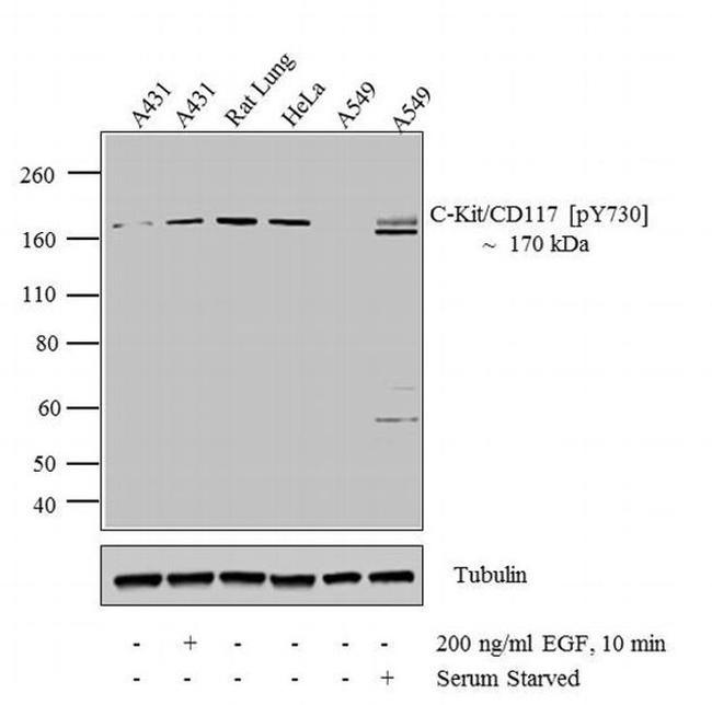 Phospho-c-Kit (Tyr730) Antibody