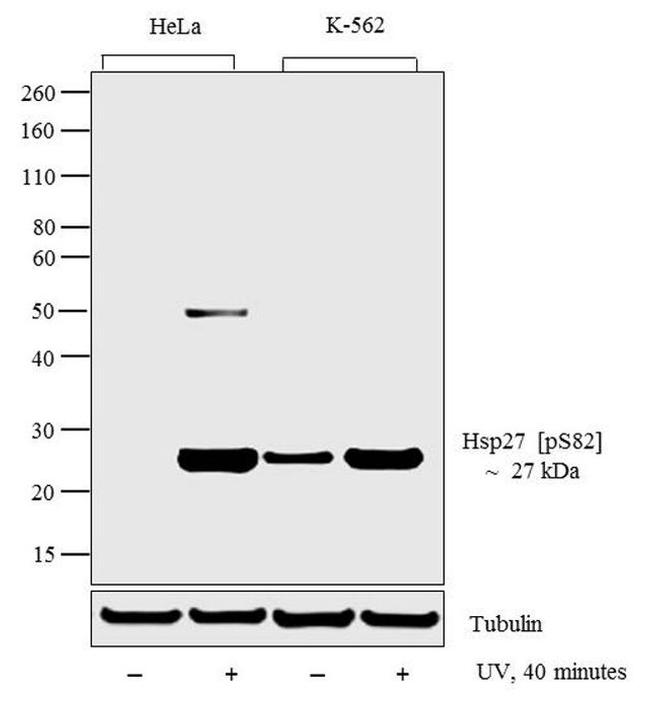 Phospho-HSP27 (Ser82) Antibody in Western Blot (WB)