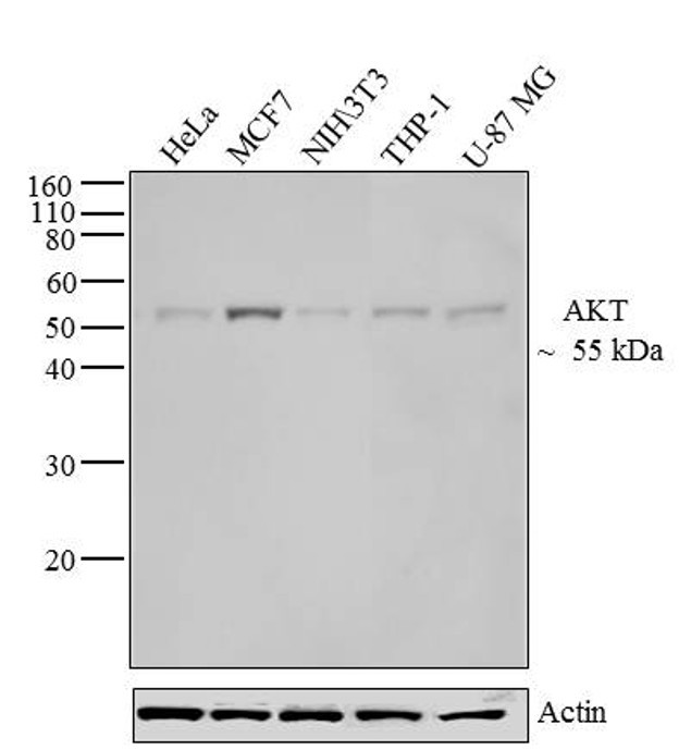 AKT Pan Antibody in Western Blot (WB)