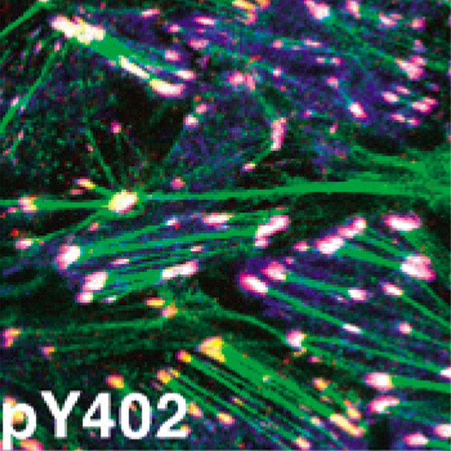 Phospho-PYK2 (Tyr402) Antibody in Immunocytochemistry (ICC/IF)