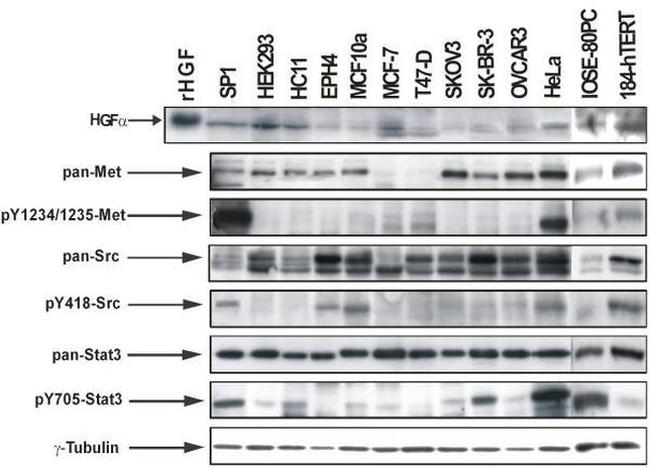 Phospho-SRC (Tyr419) Antibody in Western Blot (WB)