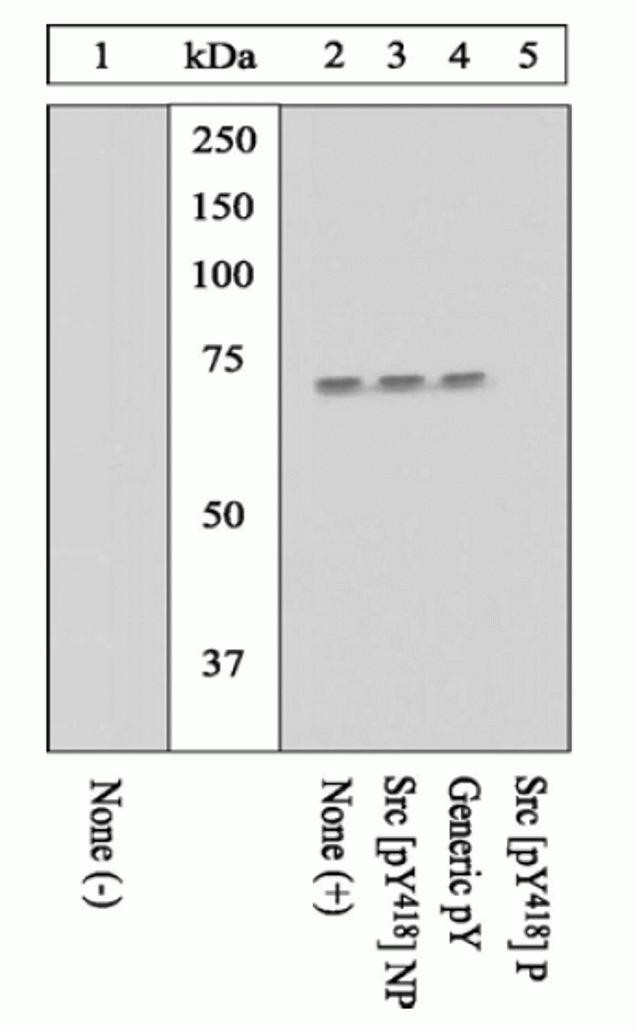 Phospho-SRC (Tyr419) Antibody in Western Blot (WB)