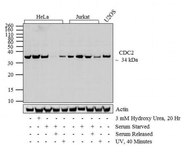 Phospho-CDK1 (Thr14, Tyr15) Antibody