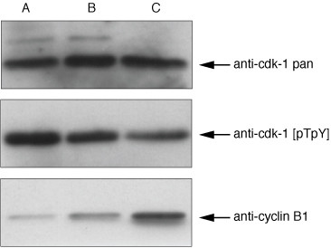 Phospho-CDK1 (Thr14, Tyr15) Antibody in Western Blot (WB)