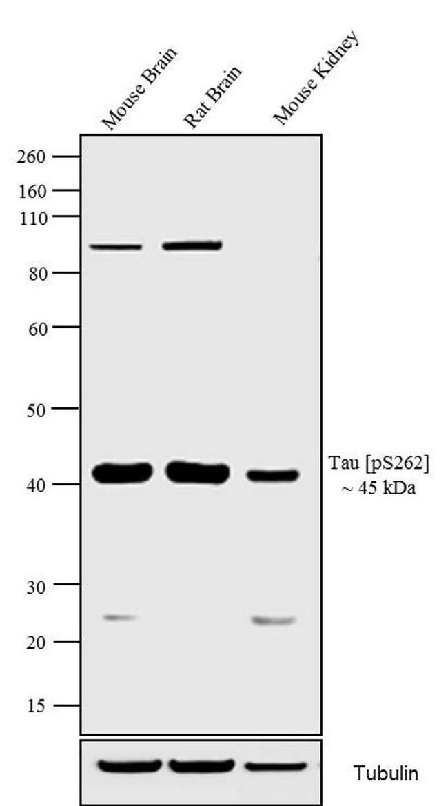 Phospho-Tau (Ser262) Antibody in Western Blot (WB)