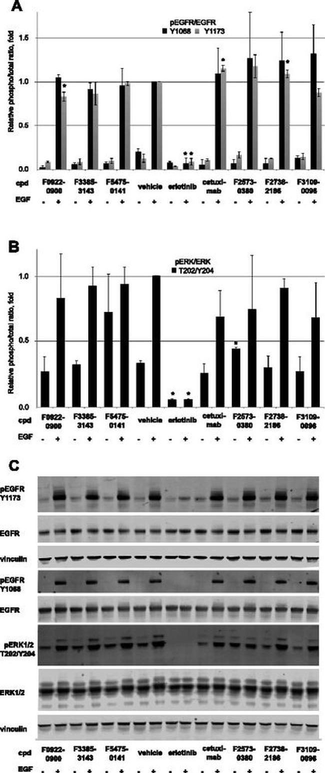 Phospho-EGFR (Tyr1173) Antibody in Western Blot (WB)