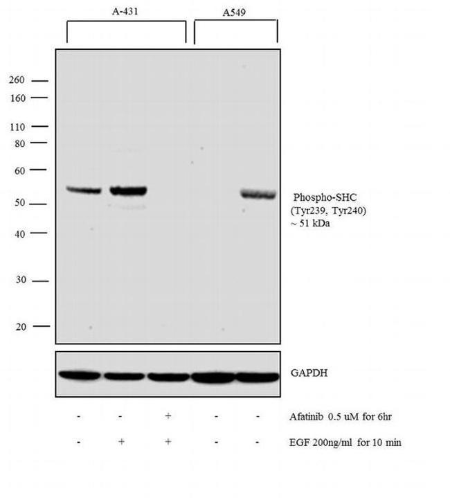 Phospho-SHC (Tyr239, Tyr240) Antibody
