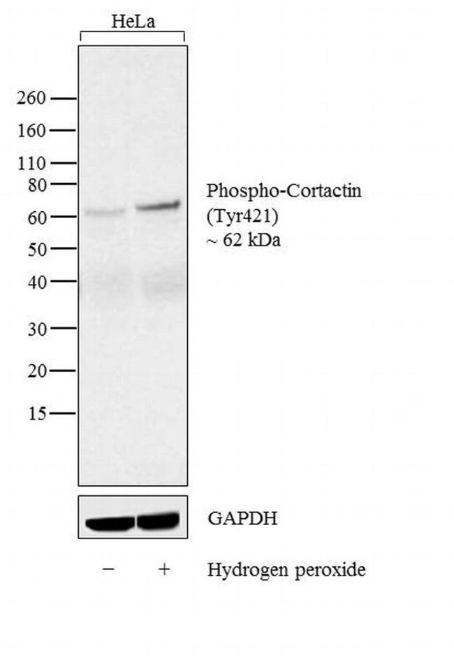 Phospho-Cortactin (Tyr421) Antibody in Western Blot (WB)