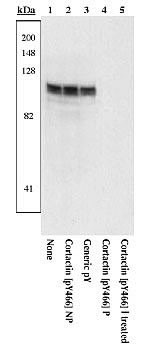 Phospho-Cortactin (Tyr466) Antibody in Western Blot (WB)