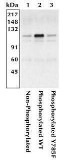 Phospho-CD61 (Tyr785) Antibody in Immunoprecipitation (IP)