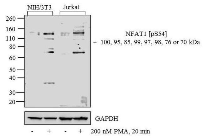Phospho-NFATC2 (Ser54) Antibody in Western Blot (WB)
