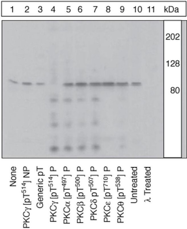 Phospho-PKC gamma (Thr514) Antibody