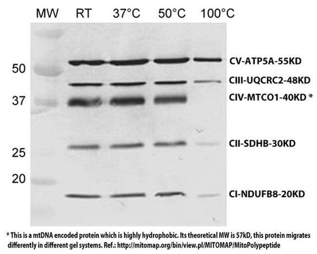 OxPhos Rodent WB Antibody in Western Blot (WB)