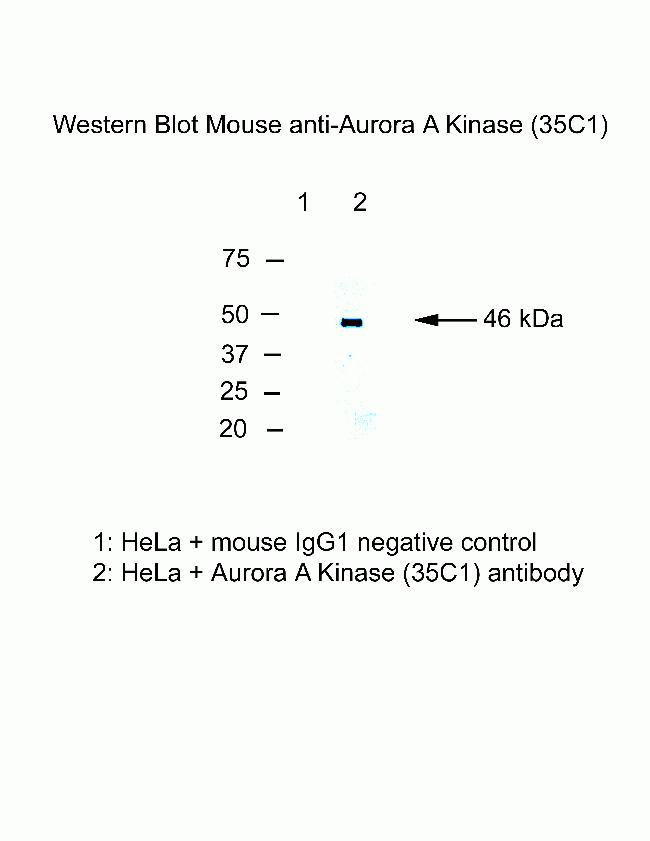 Aurora A Antibody in Western Blot (WB)