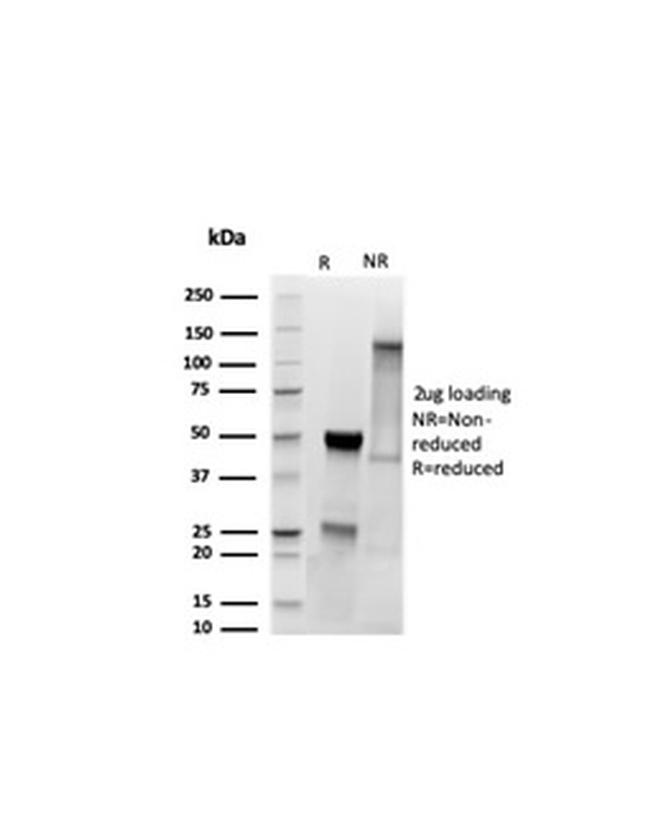 MyoD1 Antibody in SDS-PAGE (SDS-PAGE)