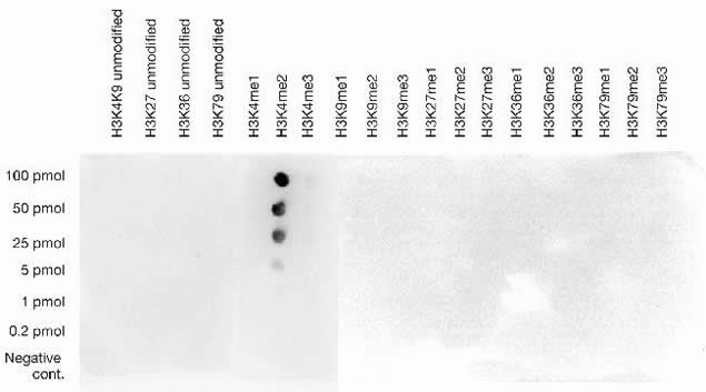 H3K4me2 Antibody in Dot Blot (DB)