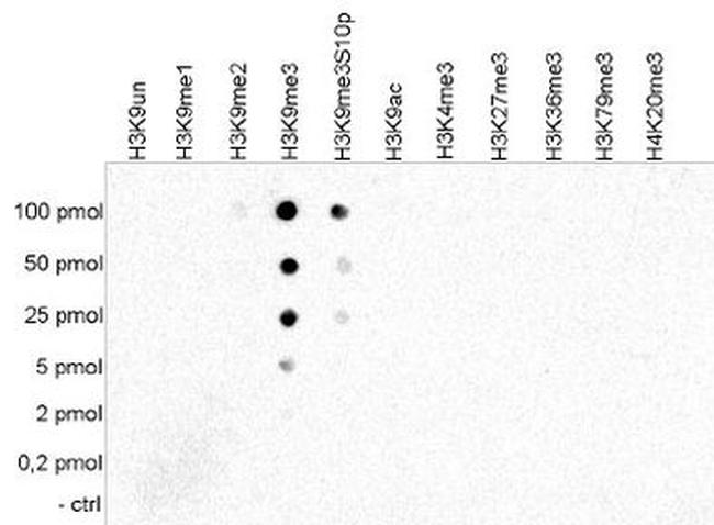 H3K9me3 Antibody in Dot blot (DB)