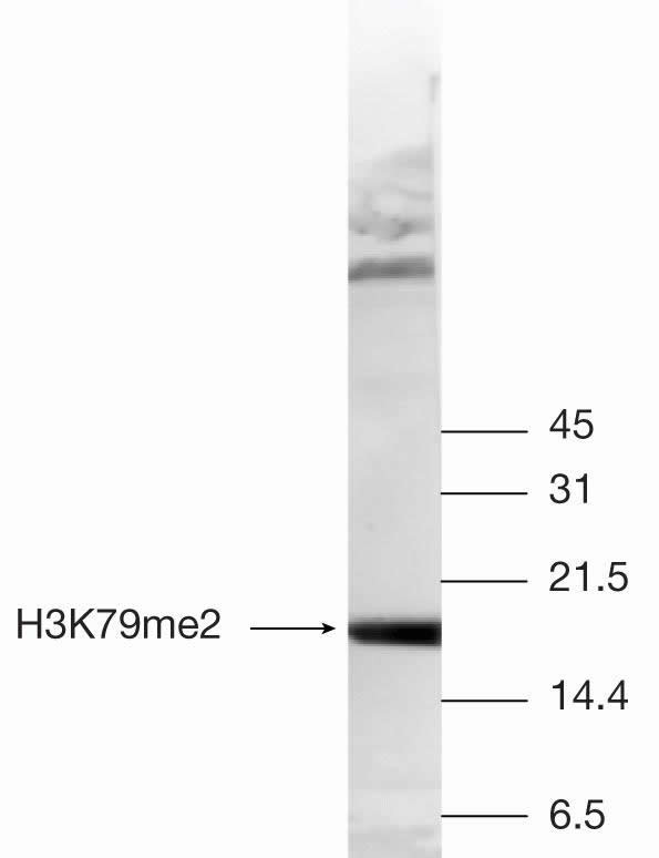 H3K79me2 Antibody in Western Blot (WB)