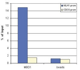 MBD1 Antibody in ChIP Assay (ChIP)