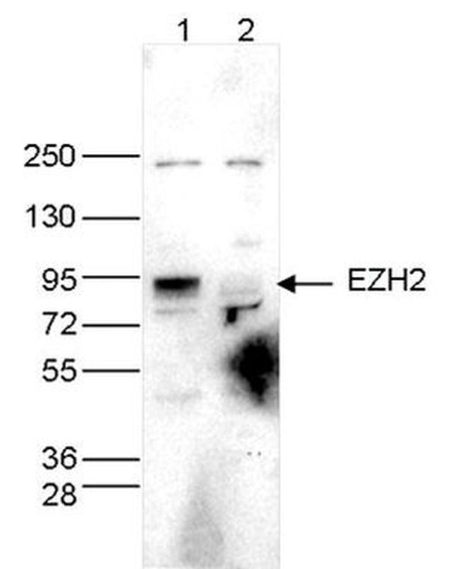EZH2 Antibody in Western Blot (WB)