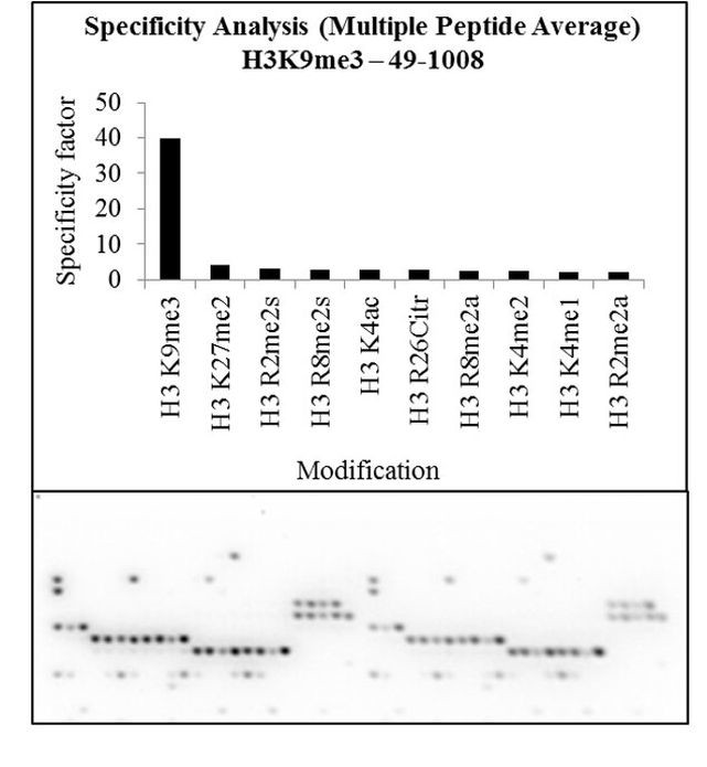 H3K9me3 Antibody in Peptide array (Array)