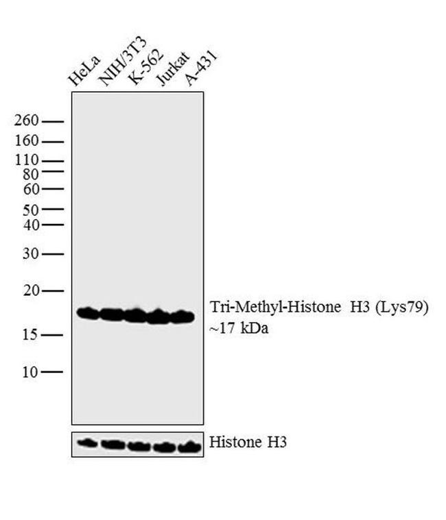 H3K79me3 Antibody in Western Blot (WB)