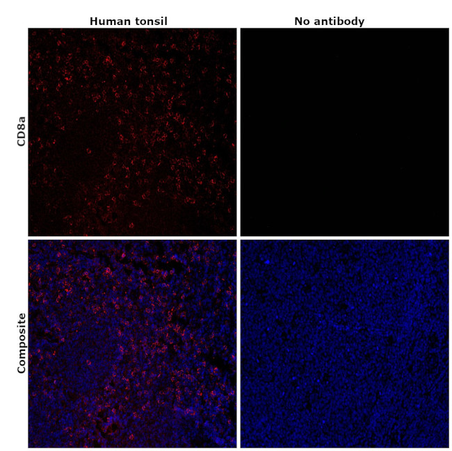 CD8a Antibody in Immunohistochemistry (Paraffin) (IHC (P))
