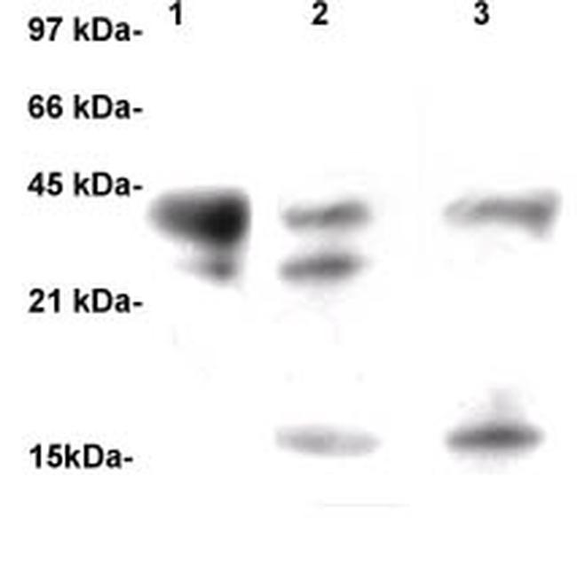 TGF beta Antibody in Western Blot (WB)