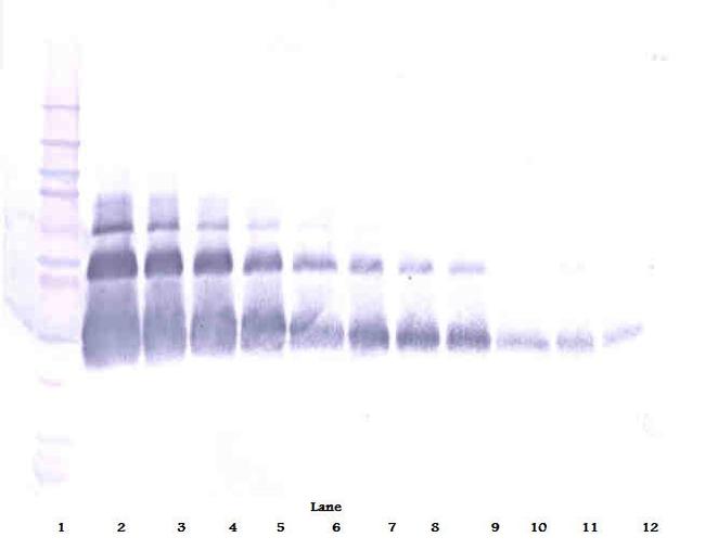 VEGF-165 Antibody in Western Blot (WB)