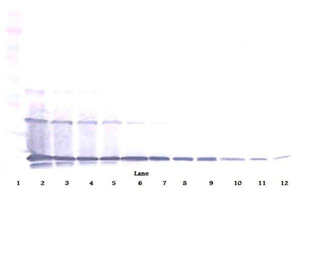 RANKL (soluble) Antibody in Western Blot (WB)