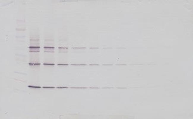 TRAIL (soluble) Antibody in Western Blot (WB)