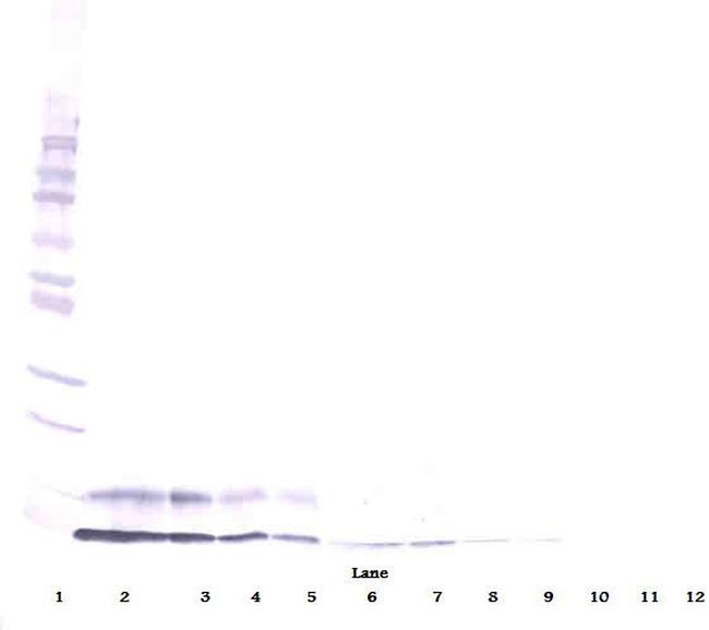 IGF1 Antibody in Western Blot (WB)