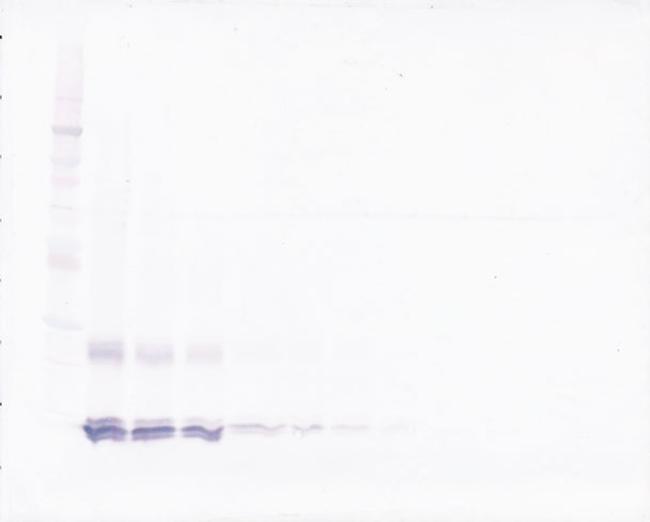IL-15 Antibody in Western Blot (WB)