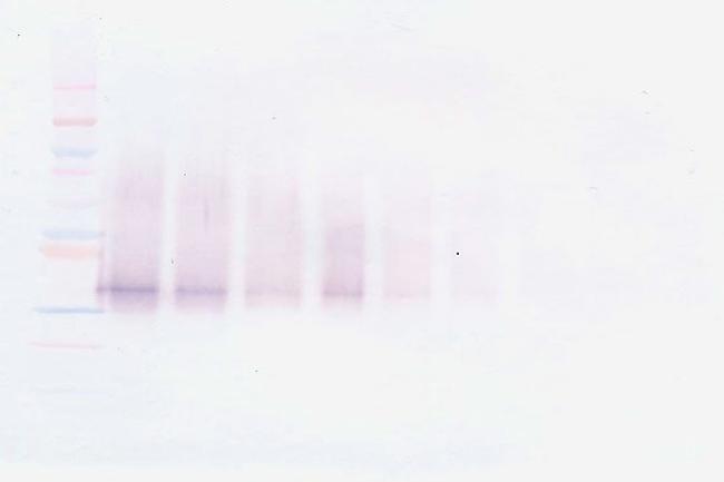 IGFBP3 Antibody in Western Blot (WB)