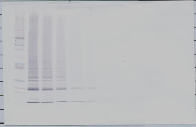 CTAGE5 Antibody in Western Blot (WB)