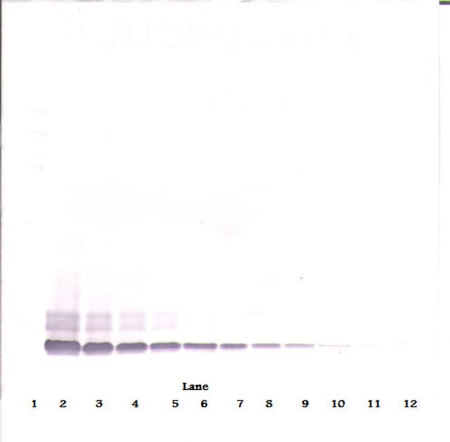 DEFB104A Antibody in Western Blot (WB)