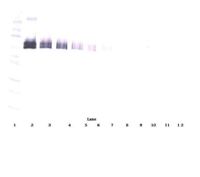 DLL4 (soluble) Antibody in Western Blot (WB)