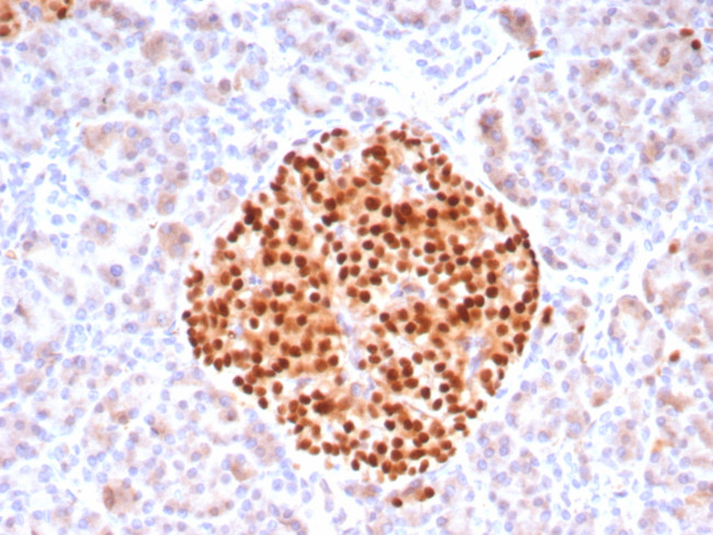 PAX6 (Stem Cell Marker) Antibody in Immunohistochemistry (Paraffin) (IHC (P))