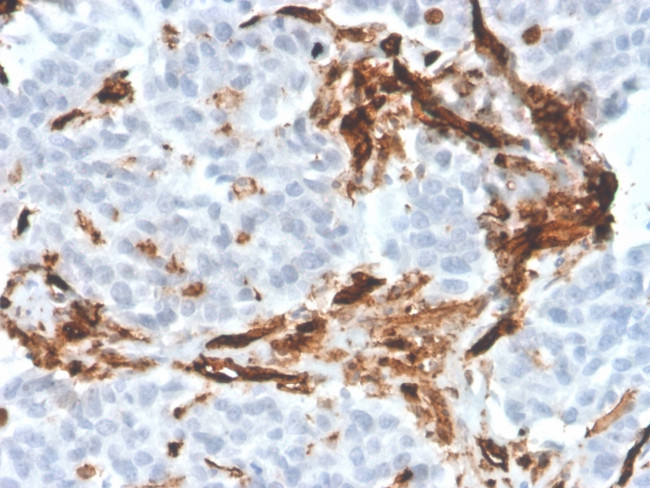 CD31/PECAM-1 Antibody in Immunohistochemistry (Paraffin) (IHC (P))