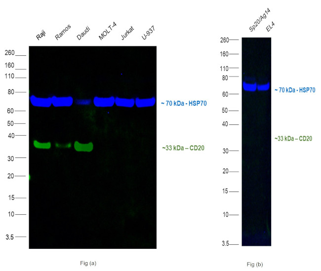 CD20 Monoclonal Antibody (L26), Alexa Fluor™ 488 (53-0202-82) CD20 Monoclonal Antibody (L26), Alexa Fluor™ 488 (53-0202-82)