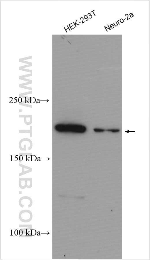SHANK1 Antibody in Western Blot (WB)