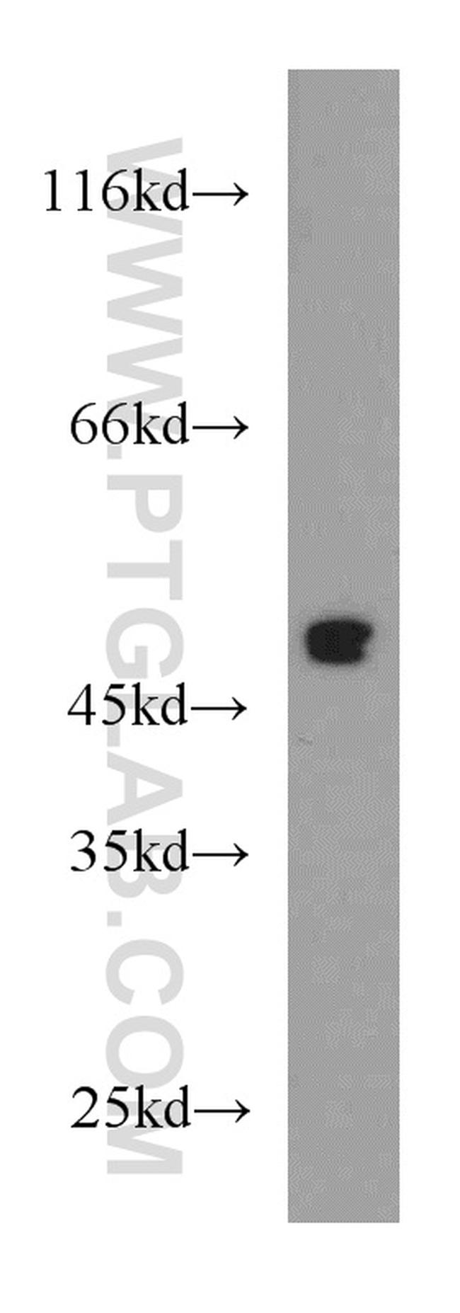 S1PR1/EDG1 Antibody in Western Blot (WB)