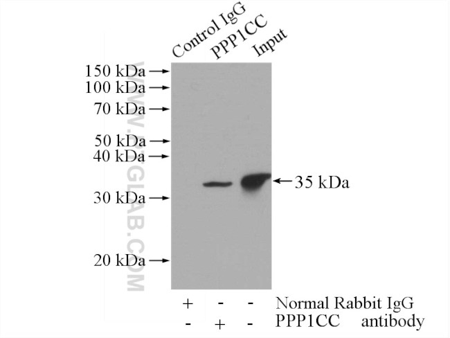 PPP1CC Antibody in Immunoprecipitation (IP)