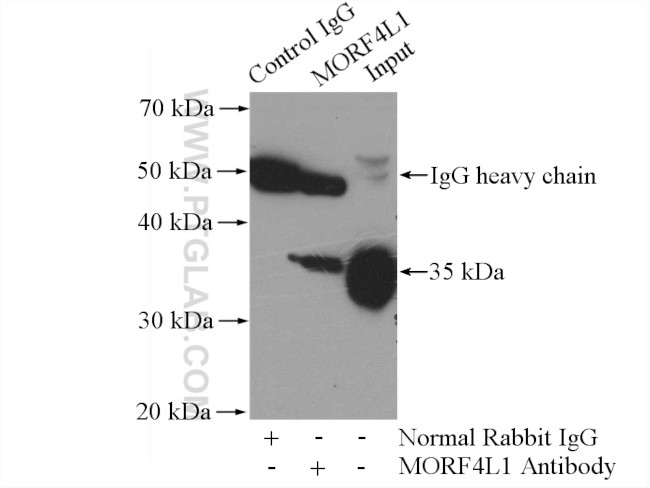 MORF4L1 Antibody in Immunoprecipitation (IP)