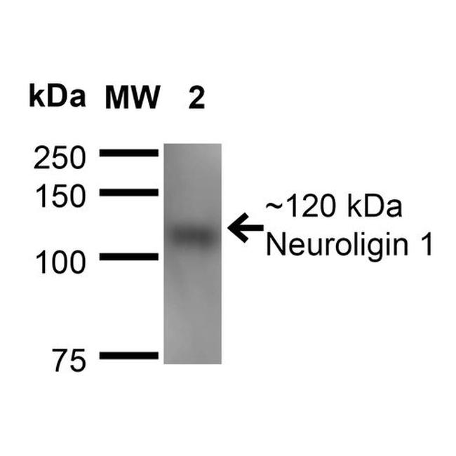 Neuroligin-1 Antibody in Western Blot (WB)