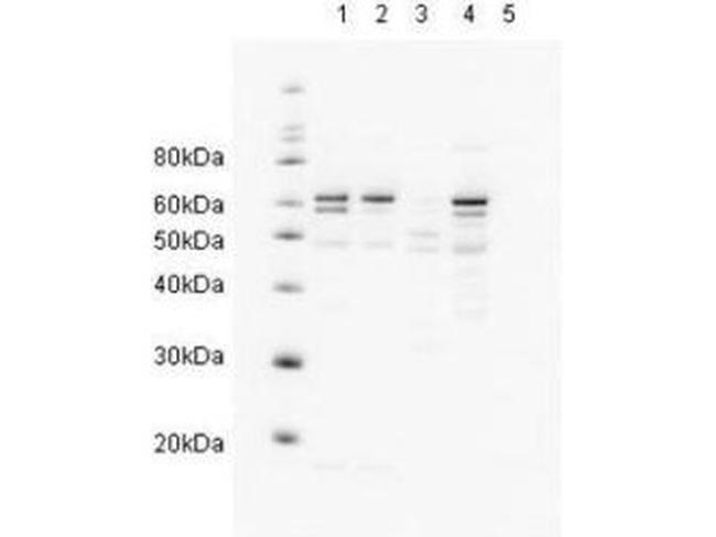 HR23A Antibody in Western Blot (WB)
